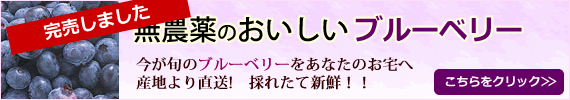 減農薬のおいしいブルーベリー