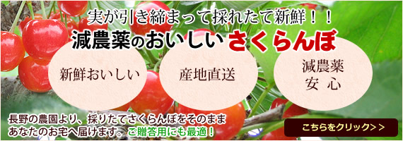 減農薬のおいしいさくらんぼ