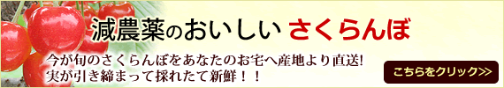 減農薬のおいしいさくらんぼ