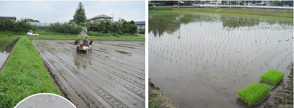 田植え