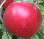 りんご紅玉